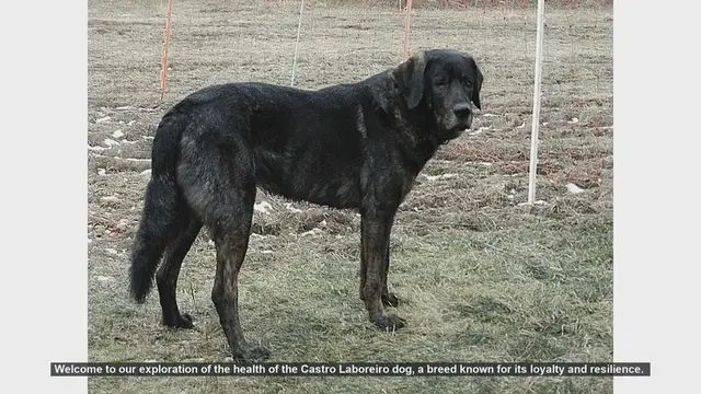 Video thumbnail for Health Tips for Castro Laboreiro Dogs: Common Issues and Prevention