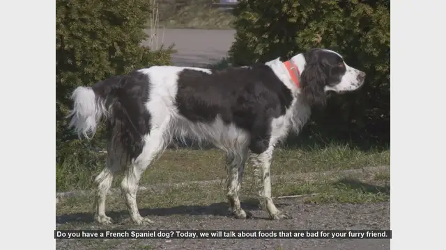 Video thumbnail for Dangerous Foods for Your French Spaniel: What to Avoid