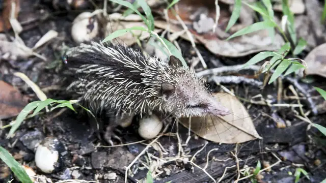 Video thumbnail for Vallée de Mai auf Praslin | Seychellen