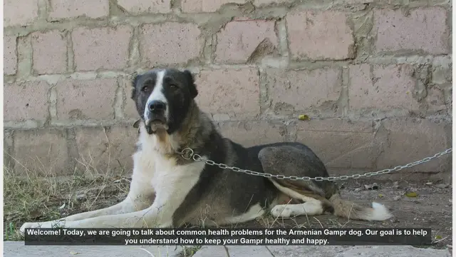 Video thumbnail for Common Health Problems in Armenian Gampr Dogs: Prevention and Care Tips