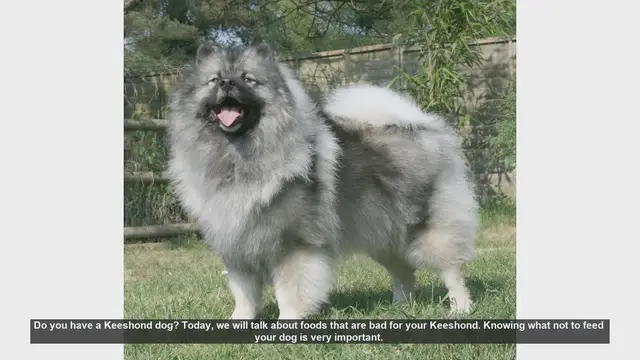 Video thumbnail for Dangerous Foods for Your Keeshond: What to Avoid