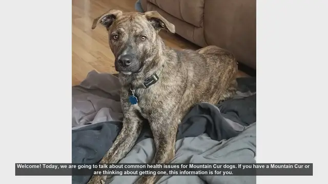 Video thumbnail for Common Health Issues in Mountain Cur Dogs: Prevention and Care Tips