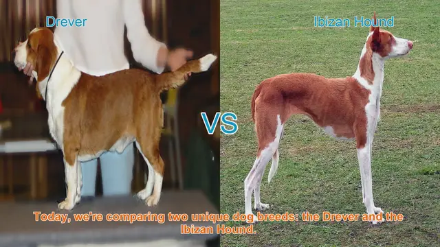 Video thumbnail for Drever vs. Ibizan Hound: A Comprehensive Comparison