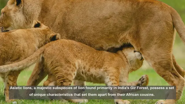 Video thumbnail for 10 Unique Features of Asiatic Lions: India's Majestic Big Cats