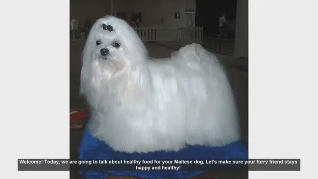 Video thumbnail for Healthy Food Tips for Your Maltese Dog