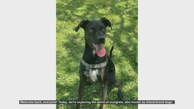 Video thumbnail for The Pros and Cons of Adopting a Mongrel: Mixed-Breed Dogs Explained