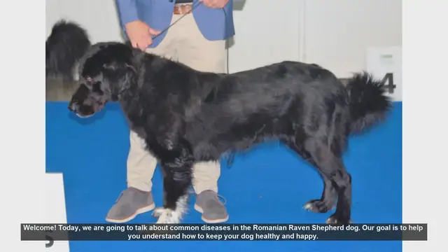 Video thumbnail for Common Health Issues in Romanian Raven Shepherd Dogs