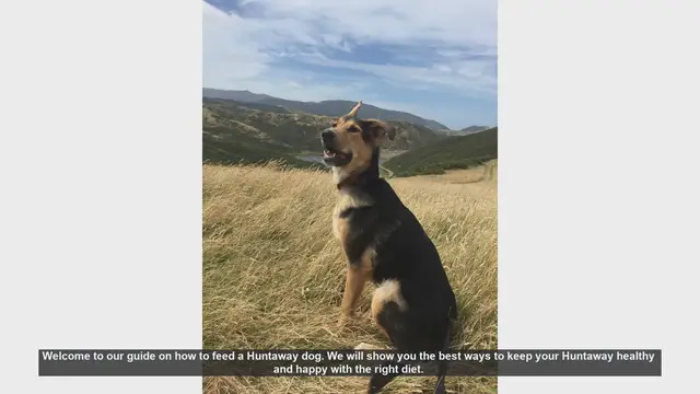 Video thumbnail for How to Feed Your Huntaway Dog: A Complete Guide