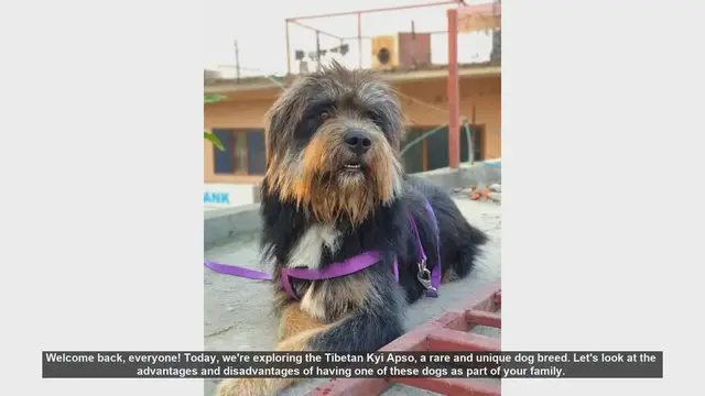 Video thumbnail for Tibetan Kyi Apso: Pros and Cons of This Unique Dog Breed