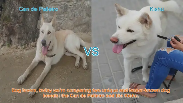 Video thumbnail for Can de Palleiro vs. Kishu: A Comparison of Unique Dog Breeds