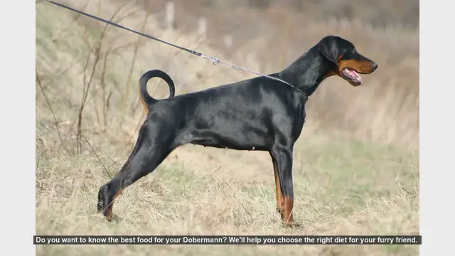 Video thumbnail for Best Diet for Your Dobermann: Essential Tips for a Healthy Dog