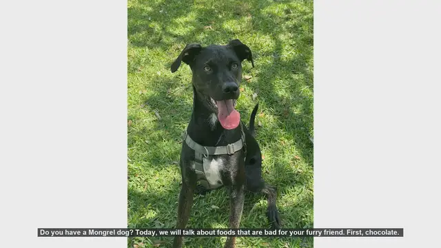Video thumbnail for 10 Foods You Should Never Feed Your Mongrel Dog