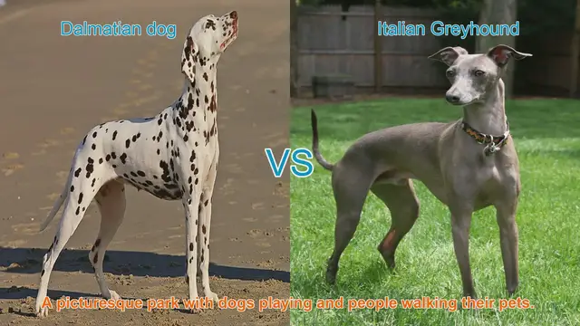 Video thumbnail for Dalmatian vs. Italian Greyhound: A Breed Comparison