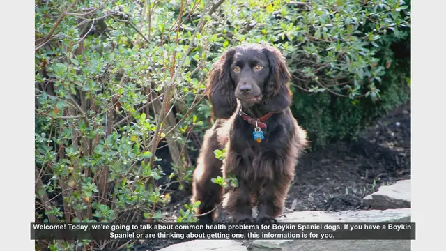 Video thumbnail for Common Health Problems in Boykin Spaniels: What You Need to Know