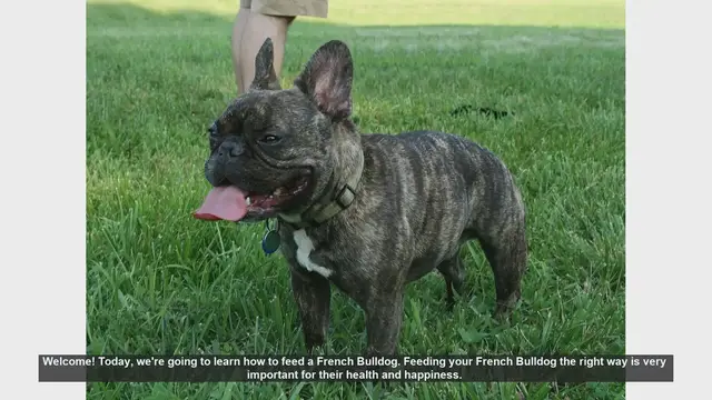 Video thumbnail for How to Properly Feed Your French Bulldog: Essential Tips