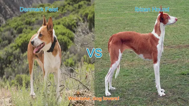 Video thumbnail for Dog Breed Comparison: Denmark Feist vs. Ibizan Hound