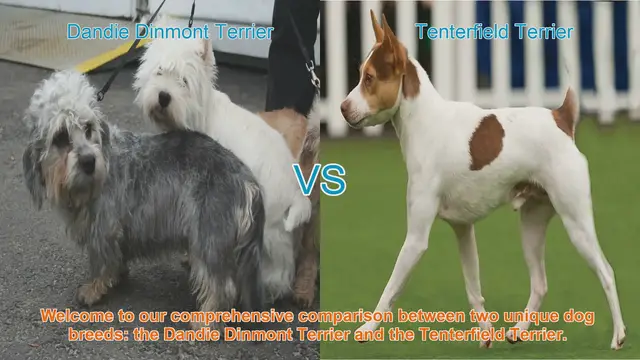 Video thumbnail for Dandie Dinmont Terrier vs. Tenterfield Terrier: A Comprehensive Breed Comparison