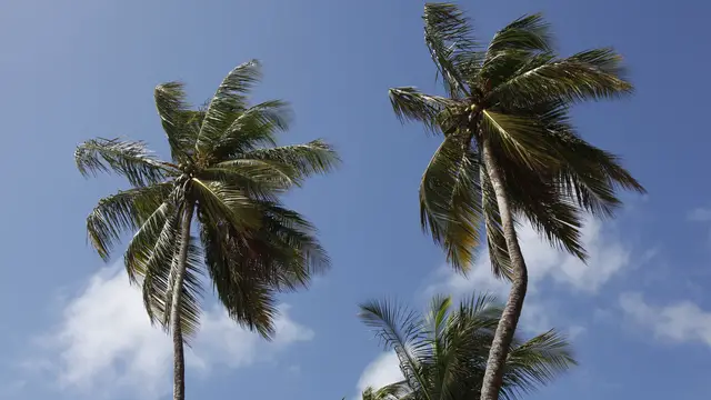 Video thumbnail for Katamaranausflug Island Girl auf Tobago