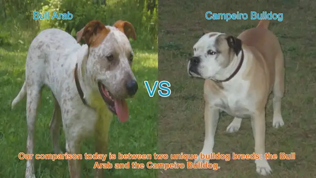 Video thumbnail for Bull Arab vs. Campeiro Bulldog: A Comparison of Two Unique Bulldog Breeds