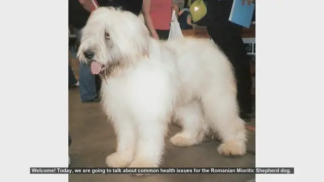 Video thumbnail for Common Health Issues in Romanian Mioritic Shepherd Dogs