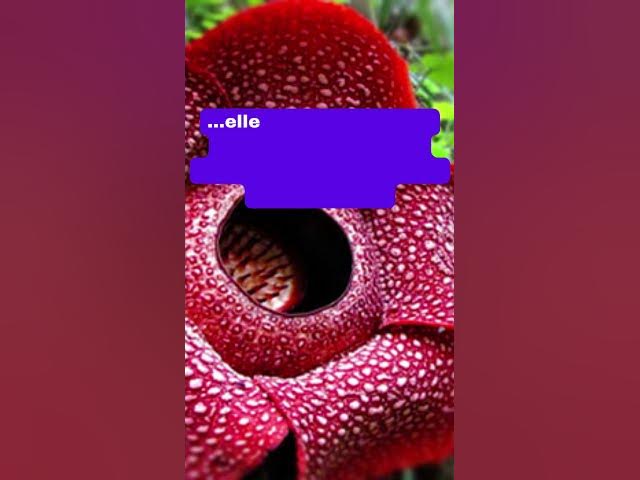 Video thumbnail for Rafflesia arnoldii