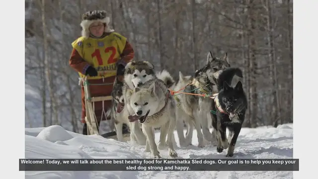 Video thumbnail for Best Healthy Foods for Kamchatka Sled Dogs