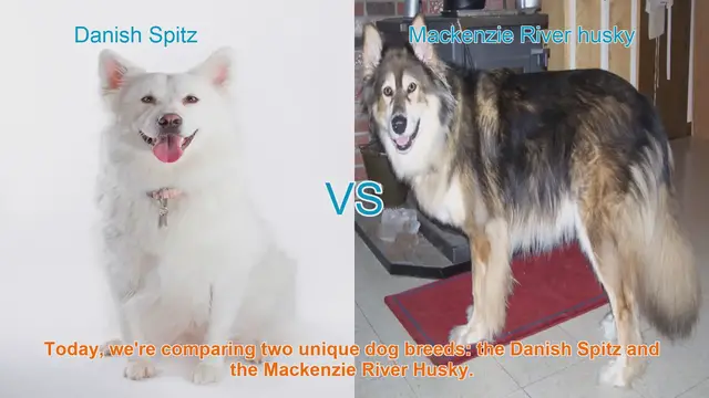 Video thumbnail for Danish Spitz vs. Mackenzie River Husky: A Breed Comparison