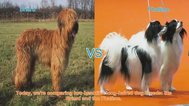Video thumbnail for Briard vs. Phalène: A Comparison of Long-Haired Dog Breeds