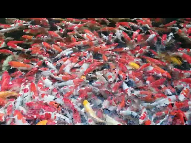 Video thumbnail for Prevent Fish Loss: The Importance of Pond Aeration