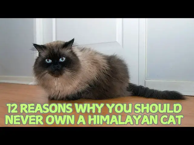 Video thumbnail for 12 Reasons Why You Should Never Own a Himalayan Cat 🐾❌