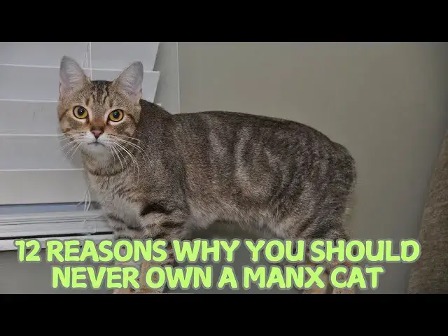 Video thumbnail for 12 Reasons Why You Should Never Own a Manx Cat 🐱❌