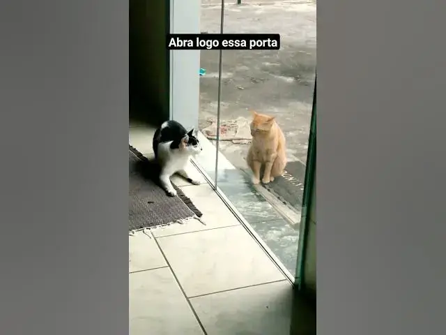 Video thumbnail for Abra logo a porta que a Mel precisa entrar. #cats #catlover #gatinhos #shorts #funny #imbituba