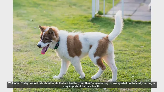 Video thumbnail for Foods to Avoid for Your Thai Bangkaew Dog's Health