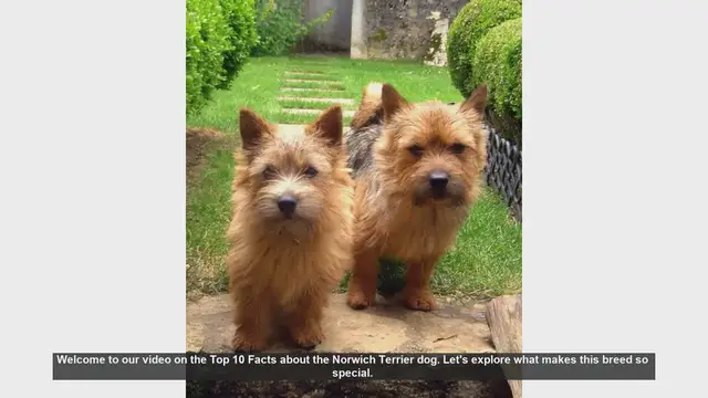 Video thumbnail for Top 10 Facts About the Norwich Terrier Dog