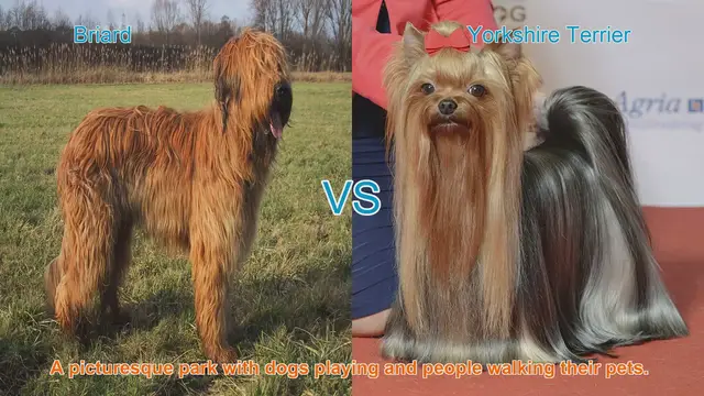 Video thumbnail for Briard vs. Yorkshire Terrier: A Comparison of Beloved Long-Hair Dog Breeds