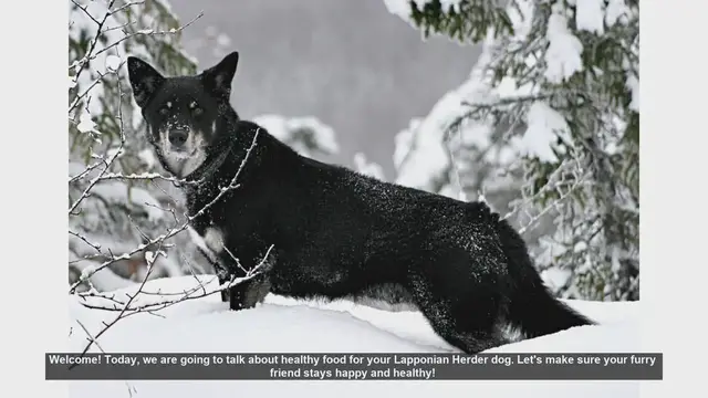 Video thumbnail for Healthy Food Tips for Your Lapponian Herder Dog