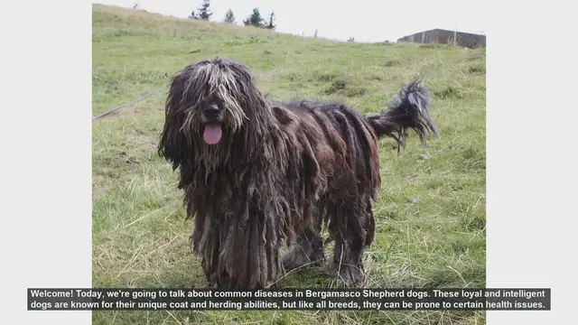 Video thumbnail for Common Health Issues in Bergamasco Shepherd Dogs