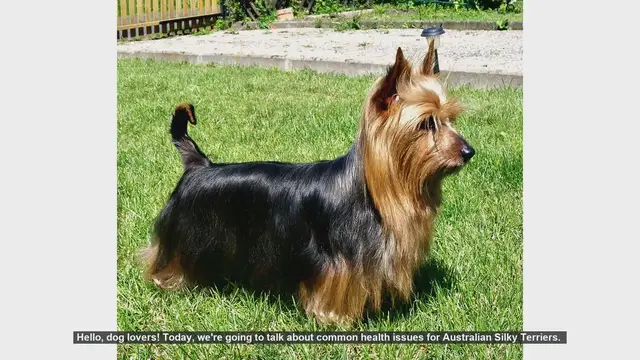 Video thumbnail for Common Health Issues in Australian Silky Terriers: What Every Owner Should Know