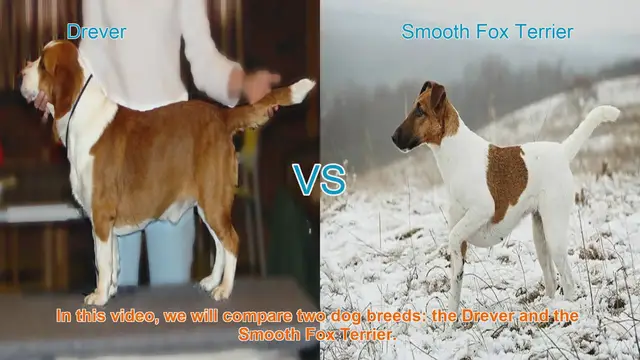 Video thumbnail for Drever vs. Smooth Fox Terrier: A Breed Comparison