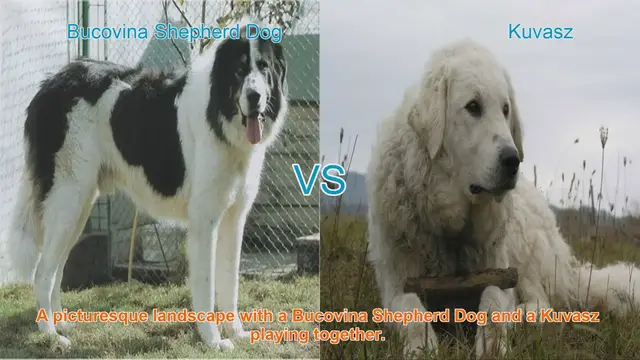 Video thumbnail for Bucovina Shepherd Dog vs. Kuvasz: A Comprehensive Comparison