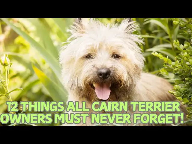 Video thumbnail for 12 Things All Cairn Terrier Owners Must Never Forget! 🐶✨