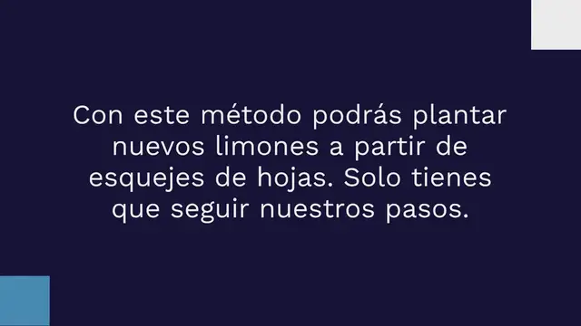 'Video thumbnail for El método infalible de propagar limones a partir de esquejes de hojas en minutos.'