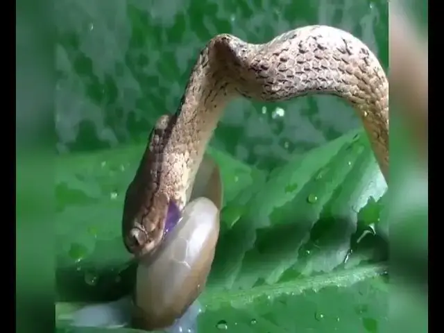 'Video thumbnail for Snail 🐌 vs Snake 🐍 in an Epic Showdown'