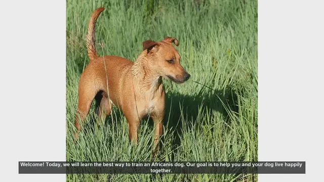 Video thumbnail for How to Train Your Africanis Dog: Tips for a Happy and Loyal Companion