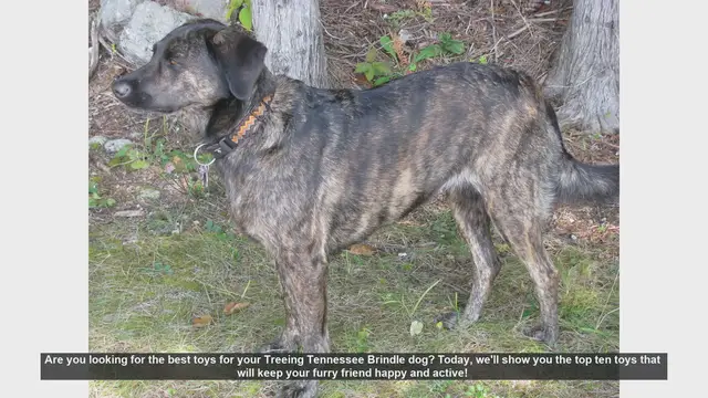 Video thumbnail for Top 10 Toys for Your Treeing Tennessee Brindle Dog