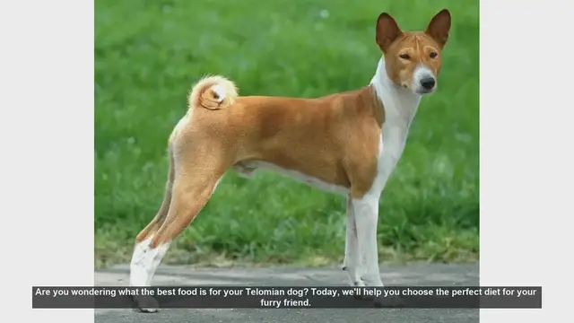 Video thumbnail for Best Diet for Your Telomian Dog: Tips for a Healthy and Happy Pet