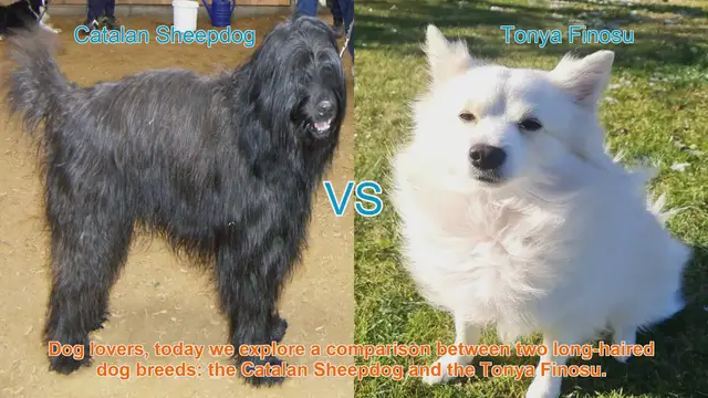 Video thumbnail for Comparing Catalan Sheepdog and Tonya Finosu: Long-Haired Dog Breeds