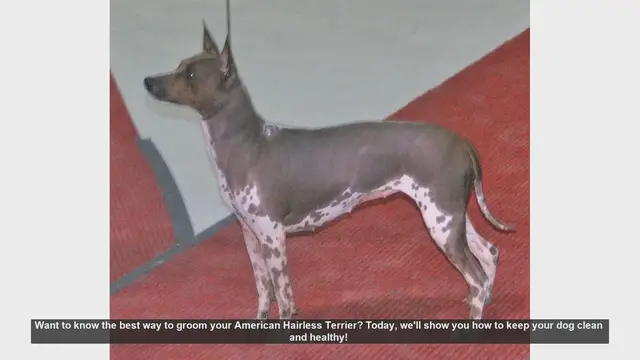 Video thumbnail for Ultimate Guide to Grooming Your American Hairless Terrier
