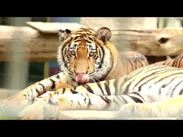 Video thumbnail for How Do Tigers Respond to Seasonal Changes in Water Levels?