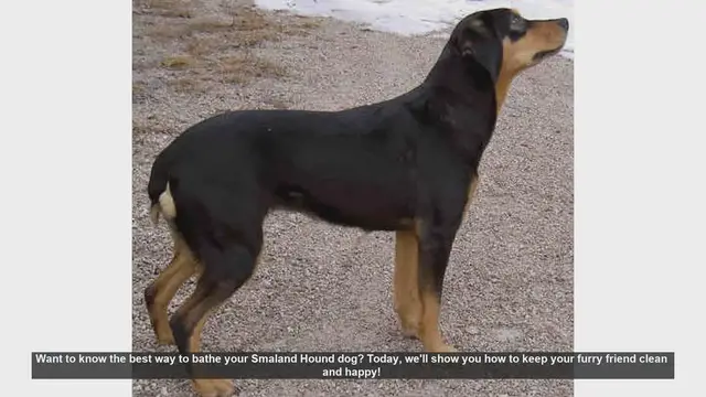 Video thumbnail for How to Bathe Your Smaland Hound: Step-by-Step Guide